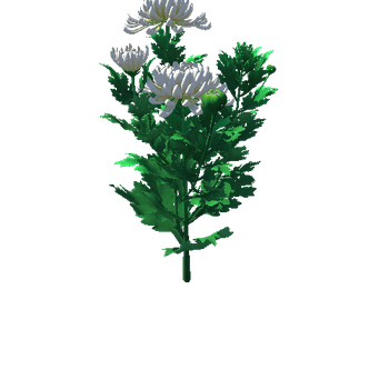 Flower_Chrysanthemum morifolium7